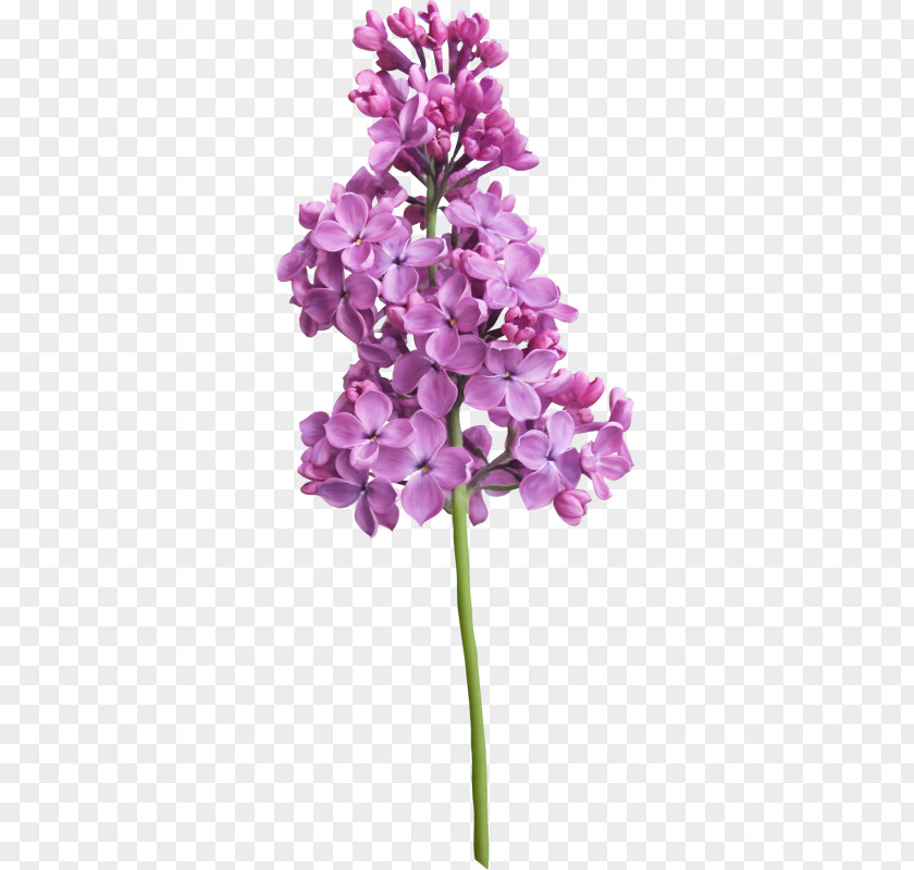 Lilac Violet Purple Flower PNG