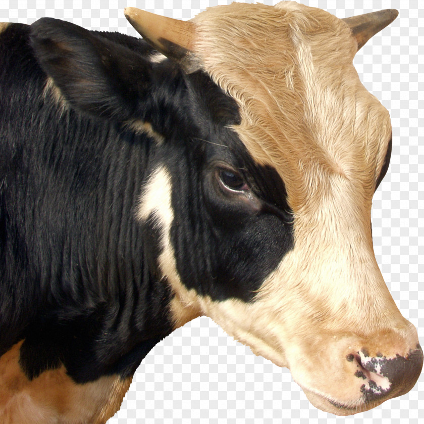 Cow PNG clipart PNG