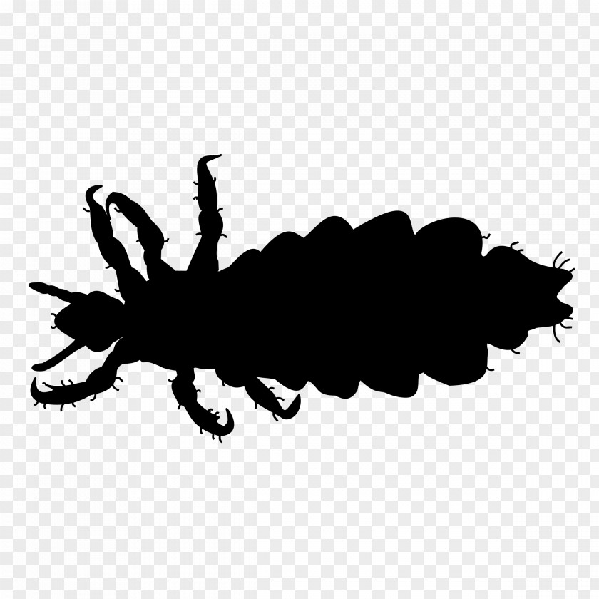 Crab Louse Insect Body Infestation PNG