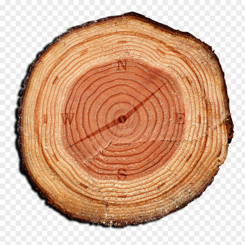 Creative Time Aastarxf5ngad Tree Wood PNG