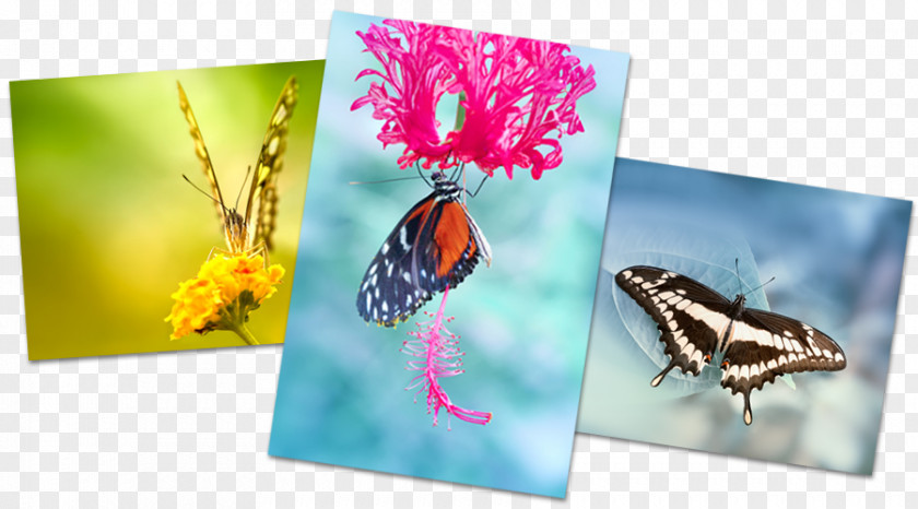 Artflakes Butterflies And Moths Pastel 0 Dream Calendar PNG