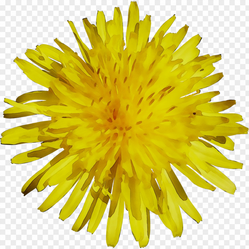 Dandelion Yellow Chrysanthemum Cut Flowers PNG