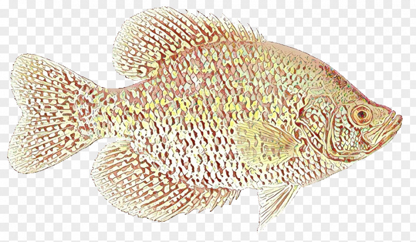 Fish Bluegill Green Sunfish Sun Bass PNG
