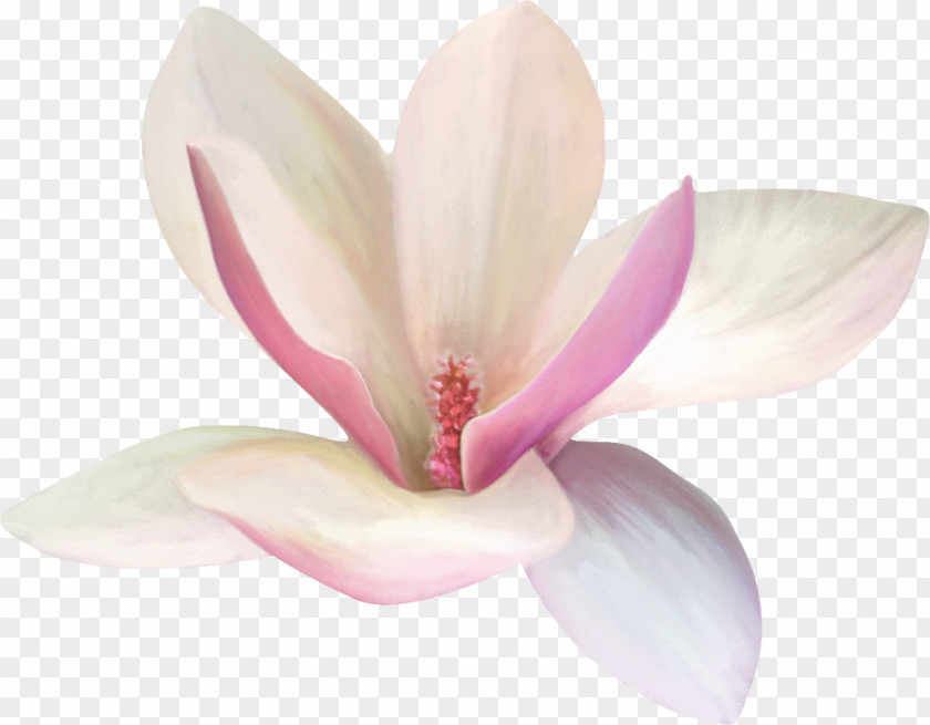 Flower Yulan Magnolia White PNG
