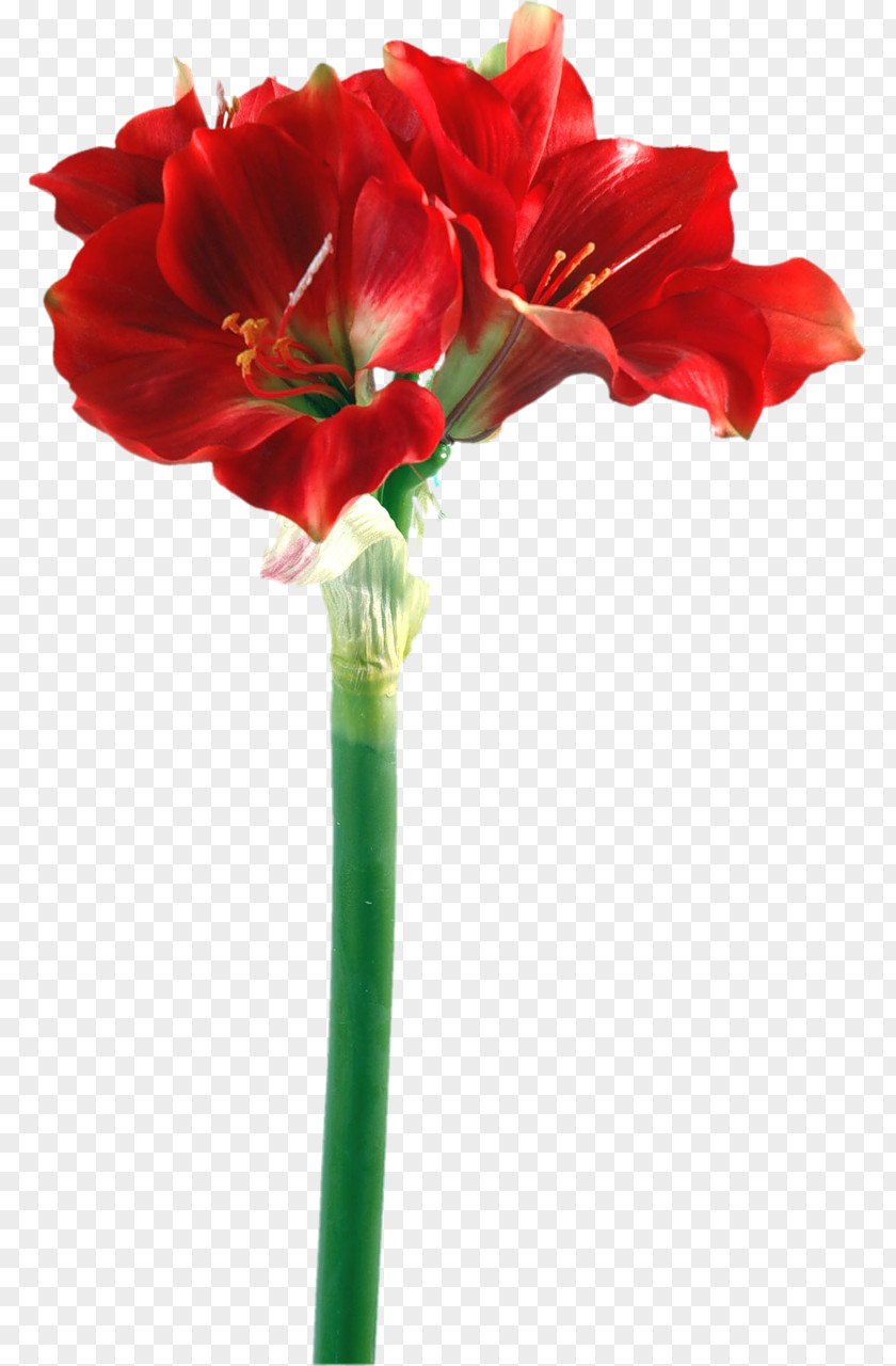 Jewelry Design Amaryllis Iris Germanica Bulb Flower Lilium PNG