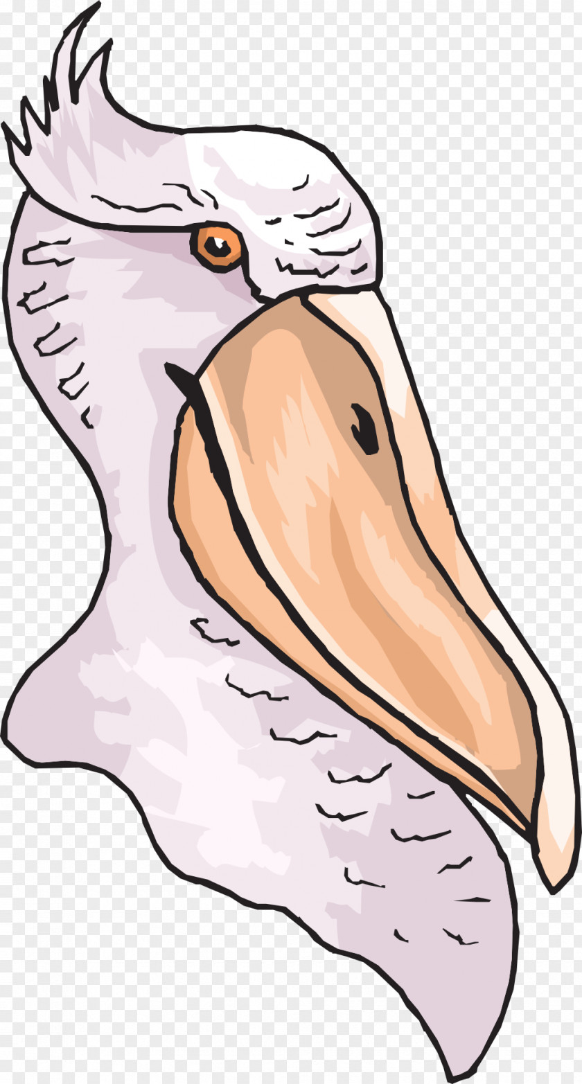 Pelican Bird Beak Clip Art PNG