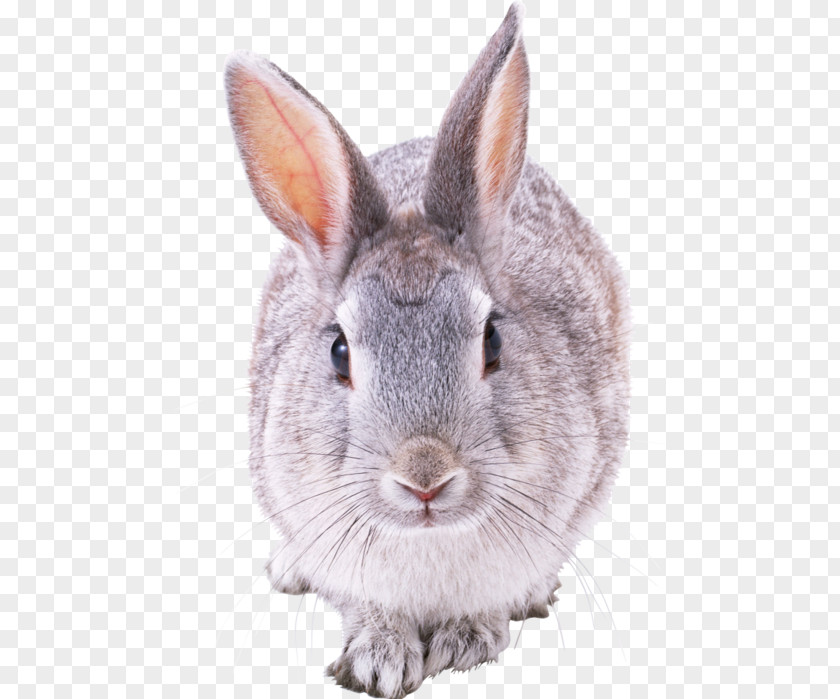 Rabbit Hare Angora French Lop PNG