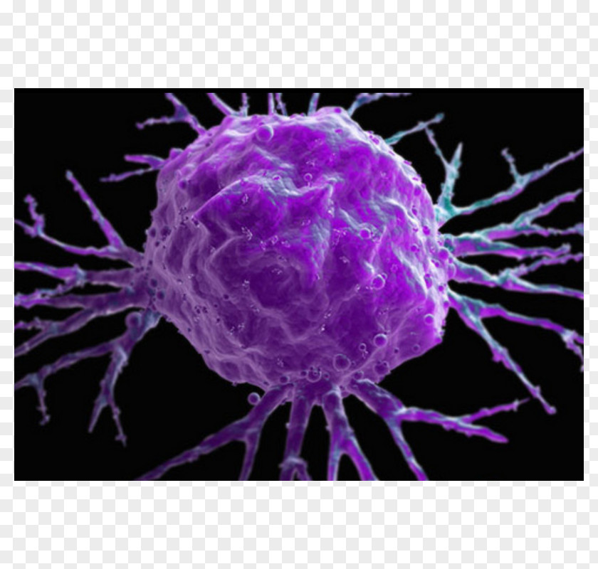 Cancer Cell Of Globular Pathogen Prostate Food Health PNG