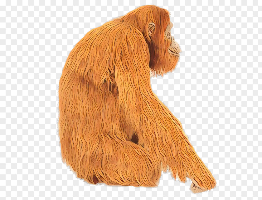 Orangutan Great Apes Fur Carnivores Snout PNG