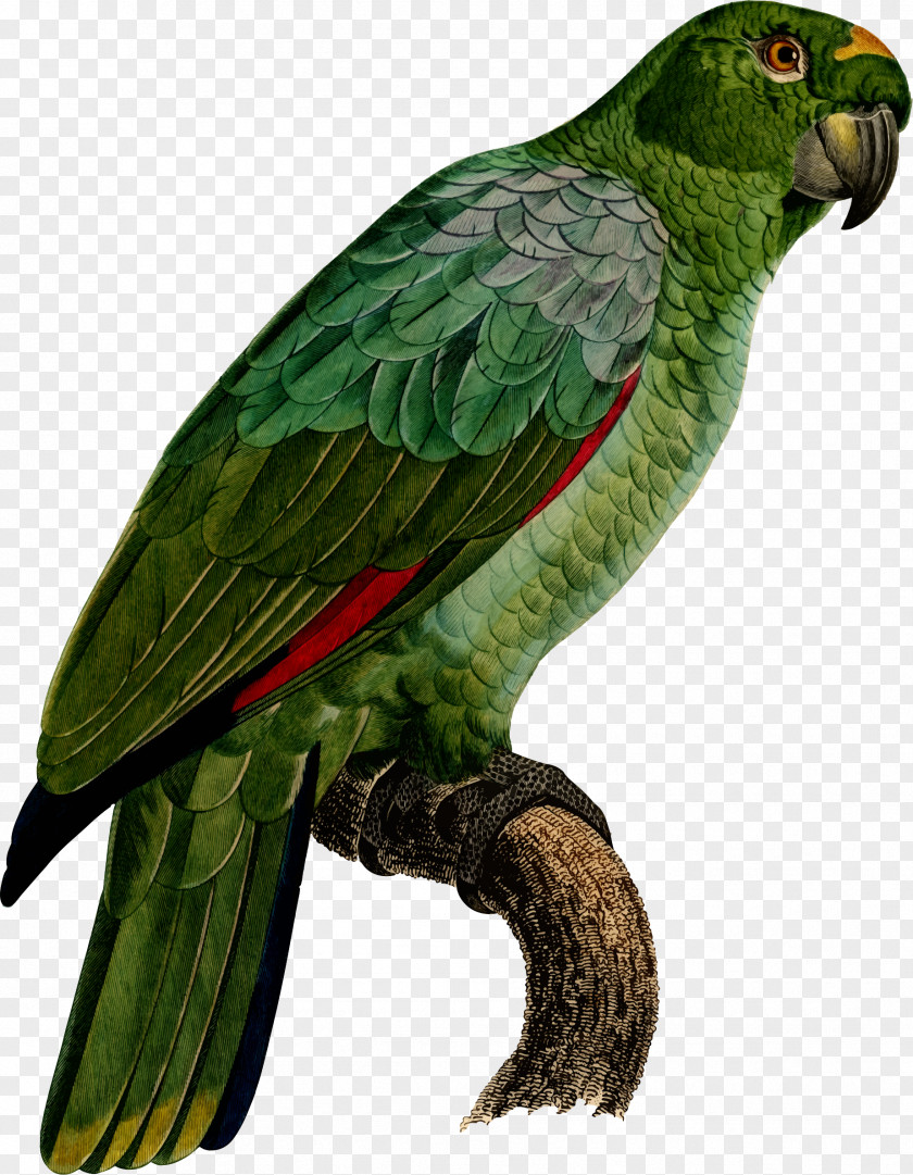 Parrot Macaw Clip Art Parakeet Beak PNG