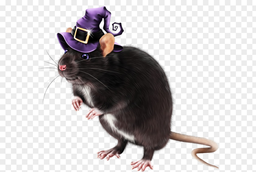 Rat Dormouse Gerbil Whiskers PNG