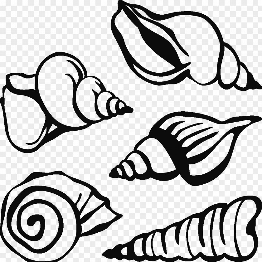 Seashell Visual Arts Line Art Leaf Clip PNG