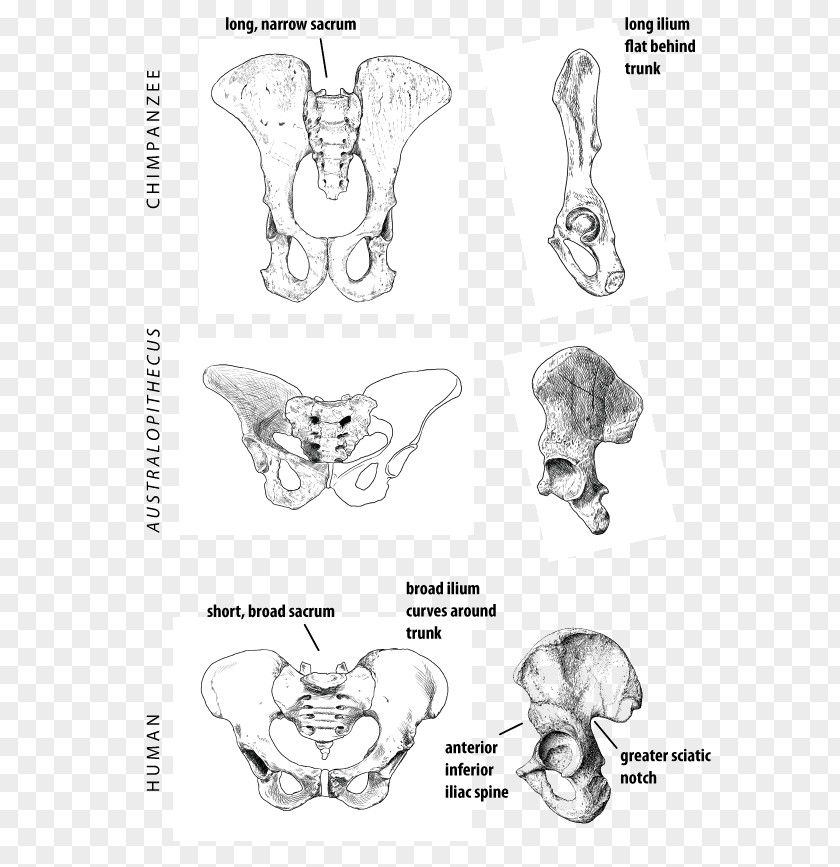 Sex Position Human Sexual Activity Intercourse Ear Homo Sapiens PNG position sexual activity intercourse sapiens, Australopithecine clipart PNG