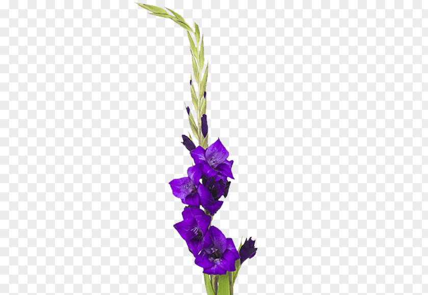 Gladiolus Flower Cut Flowers Plant Stem Floral Design PNG
