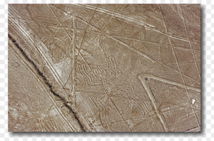 Pelicano Nazca Lines Stock Photography Royalty-free PNG