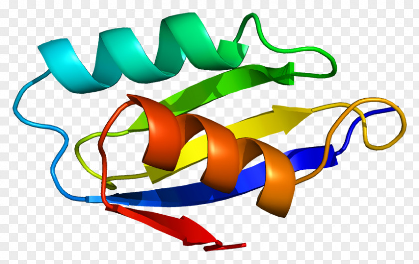 Plasma ATP7A Menkes Disease Wilson Protein Golgi Apparatus PNG