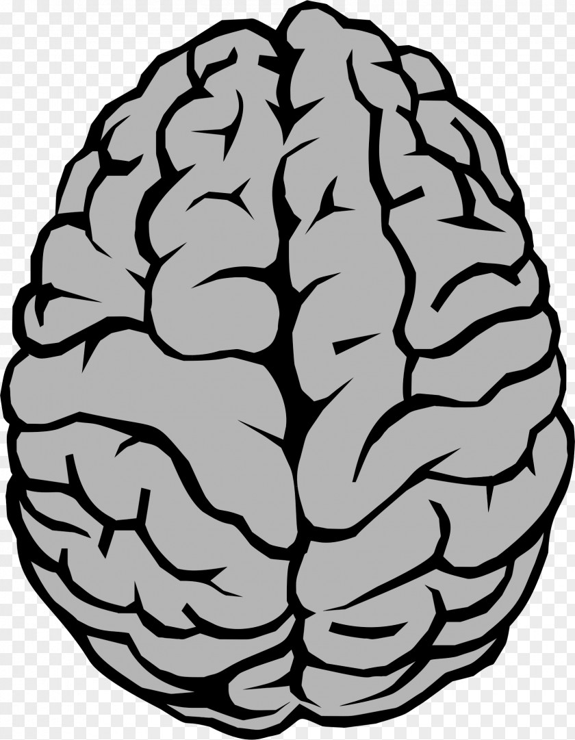 Brain Neuron Clip Art PNG