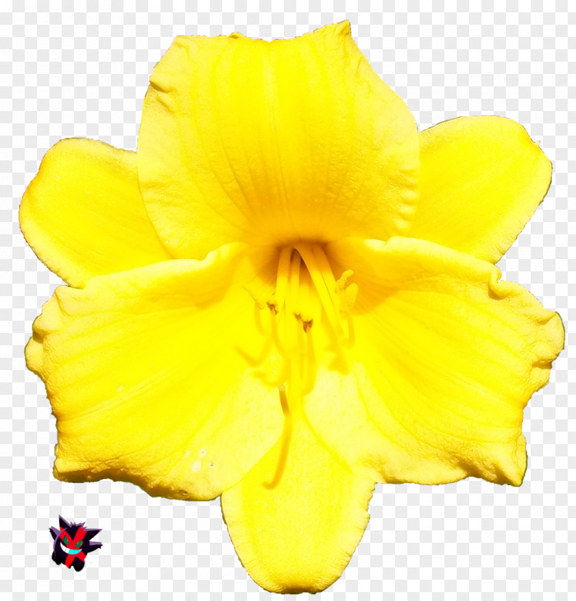 Flower Tropical 3D Rendering Petal PNG