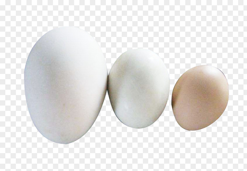 Goose Egg Duck Picture Material PNG