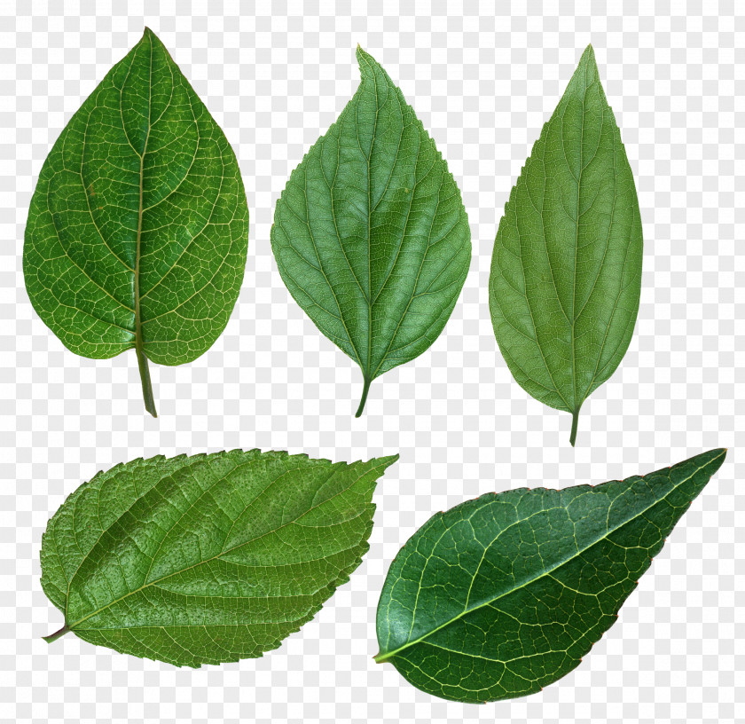 Leaf Green Chloroplast Clip Art PNG