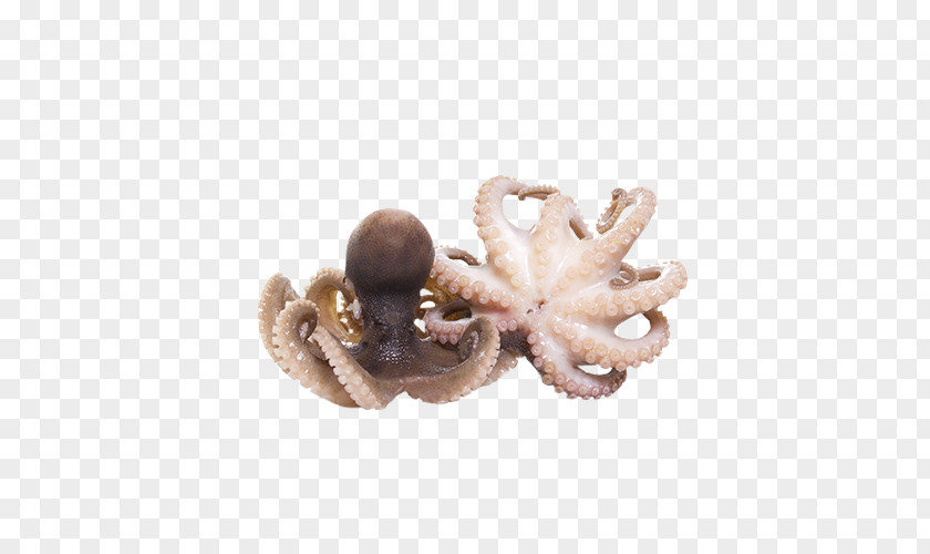 Primo Piatto Octopus Stock Photography Squid As Food PNG