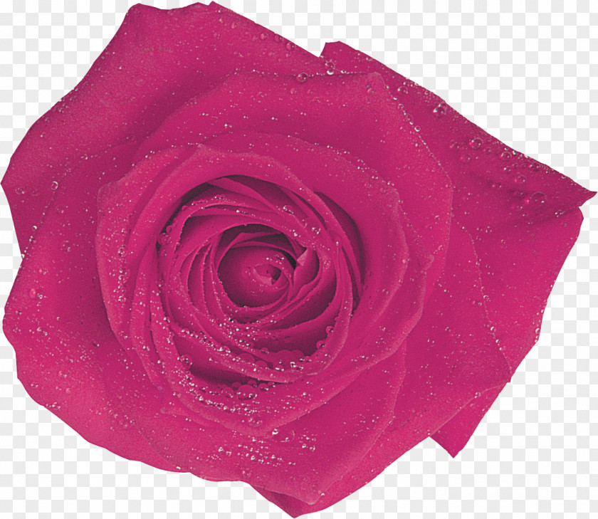Rose Centifolia Roses Garden Flower Magenta Pink PNG