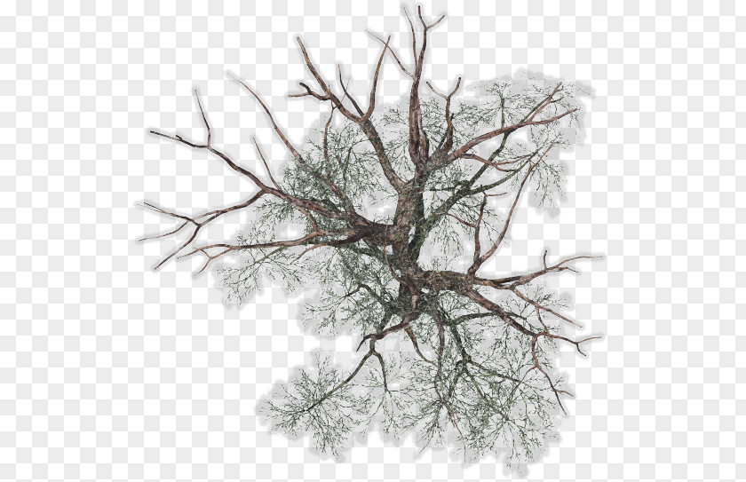 Tree Top Plant Twig PNG