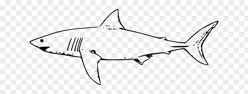 Black Outline Of A Fish Great White Shark Lamniformes Hammerhead Tiger Clip Art PNG