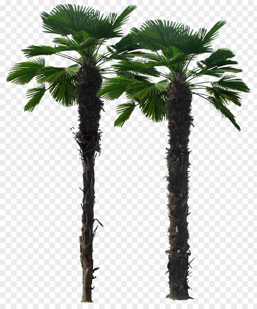 Coconut Tree Arecaceae Trachycarpus Fortunei Livistona Chinensis PNG