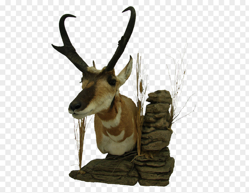 Deer Reindeer Pronghorn Don's Taxidermy Antelope PNG