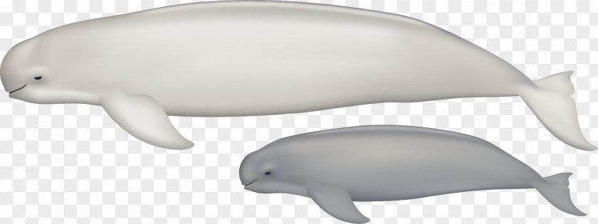 Dolphin Tucuxi Common Bottlenose Porpoise Fauna Marine Biology PNG
