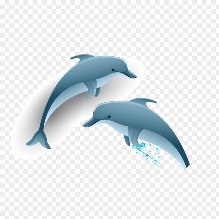 Dolphins Vector Common Bottlenose Dolphin Tucuxi PNG