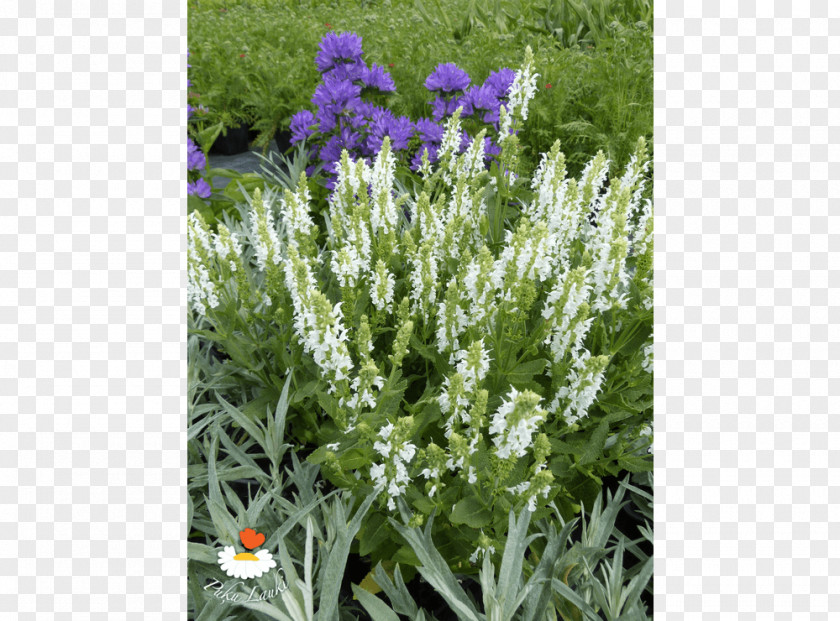 English Lavender French Subshrub Hyssopus PNG