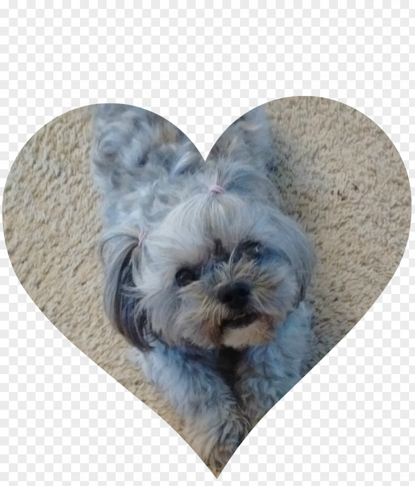 Puppy Yorkshire Terrier Morkie Schnoodle Affenpinscher Shih Tzu PNG