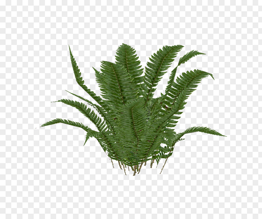 Fern Zoo Tycoon 2 Ostrich Polystichum Munitum Plant PNG