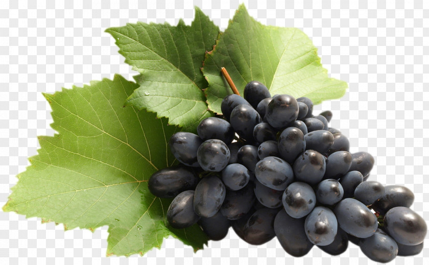 Grape Common Vine Zante Currant Clip Art PNG