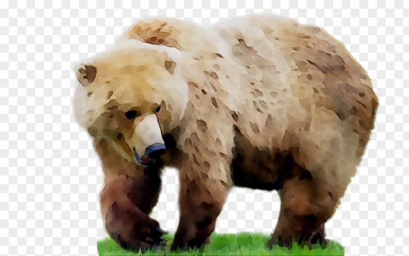 Grizzly Bear Giant Panda Animal PicsArt Photo Studio PNG