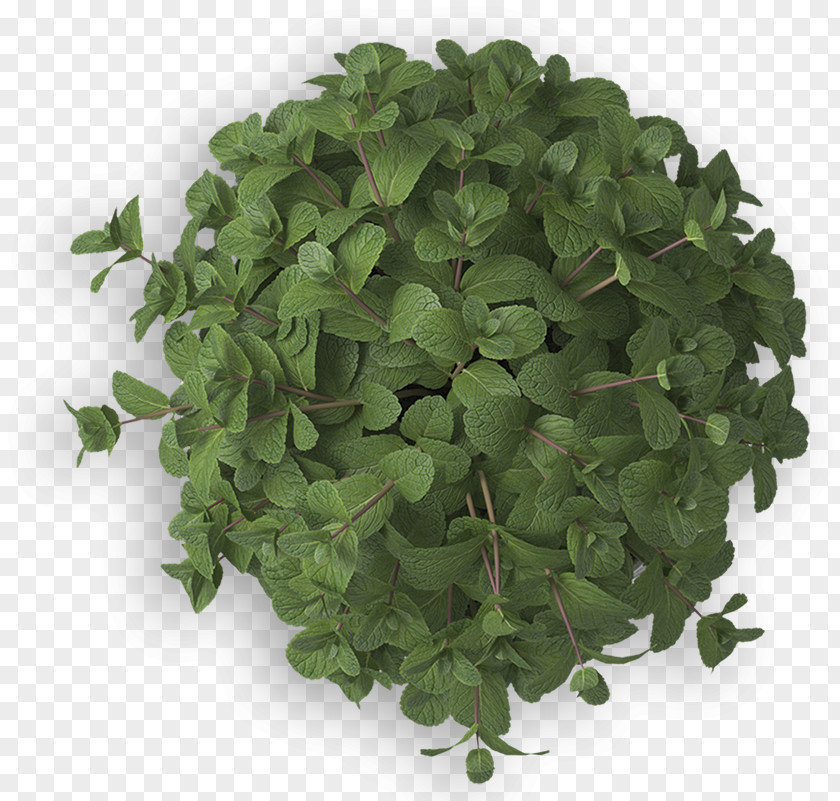 Mint Plant Mockup Trademark Logo Franchising PNG