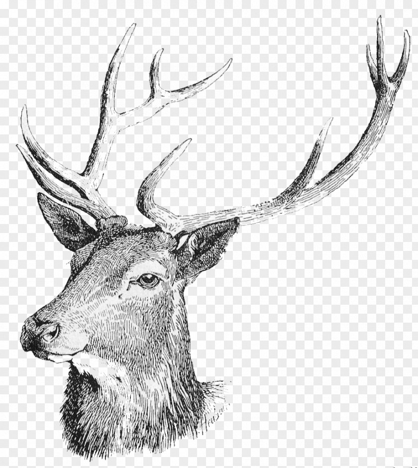 Deer Head Free Download White-tailed Moose Reindeer Clip Art PNG