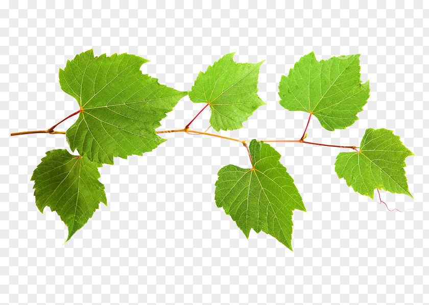 Grape Twig Plant Stem Leaf PNG