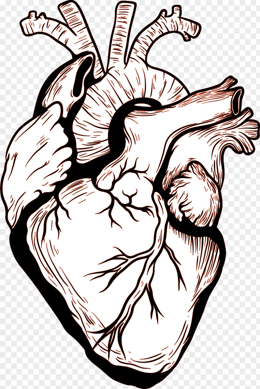 Heart Human Body Drawing PNG