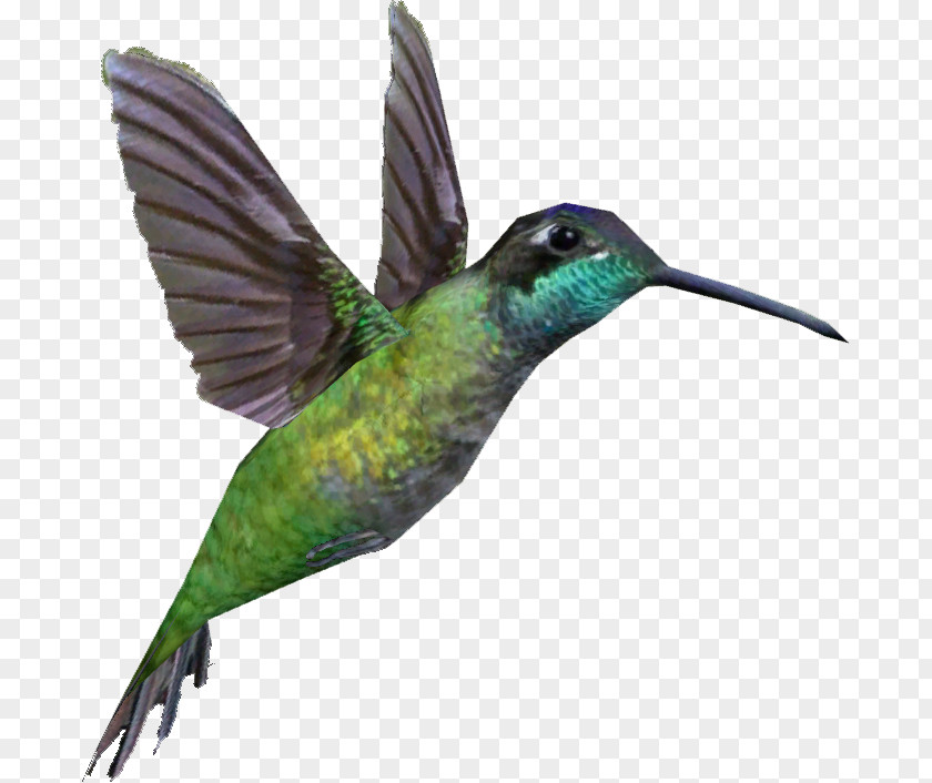 Magnificent Hummingbird Rivoli's Anna's Portable Network Graphics Swifts PNG