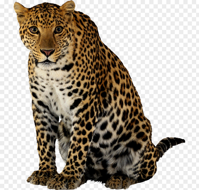 Leopard Felidae Cheetah Clip Art PNG