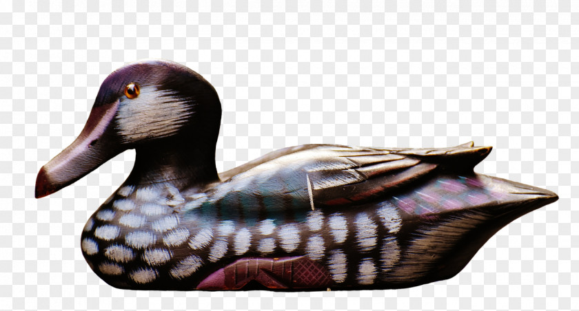 Mallard Goose Duck Water Bird PNG