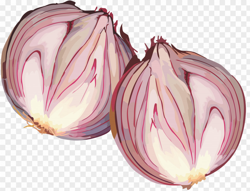 Onion Red Vegetable Garlic Shashlik PNG