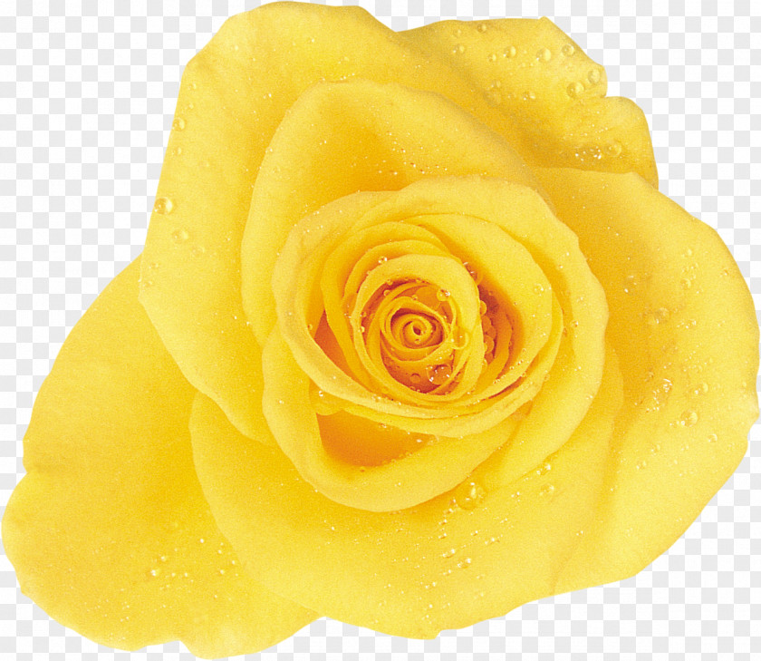 Rose Garden Roses Cut Flowers Rosaceae PNG