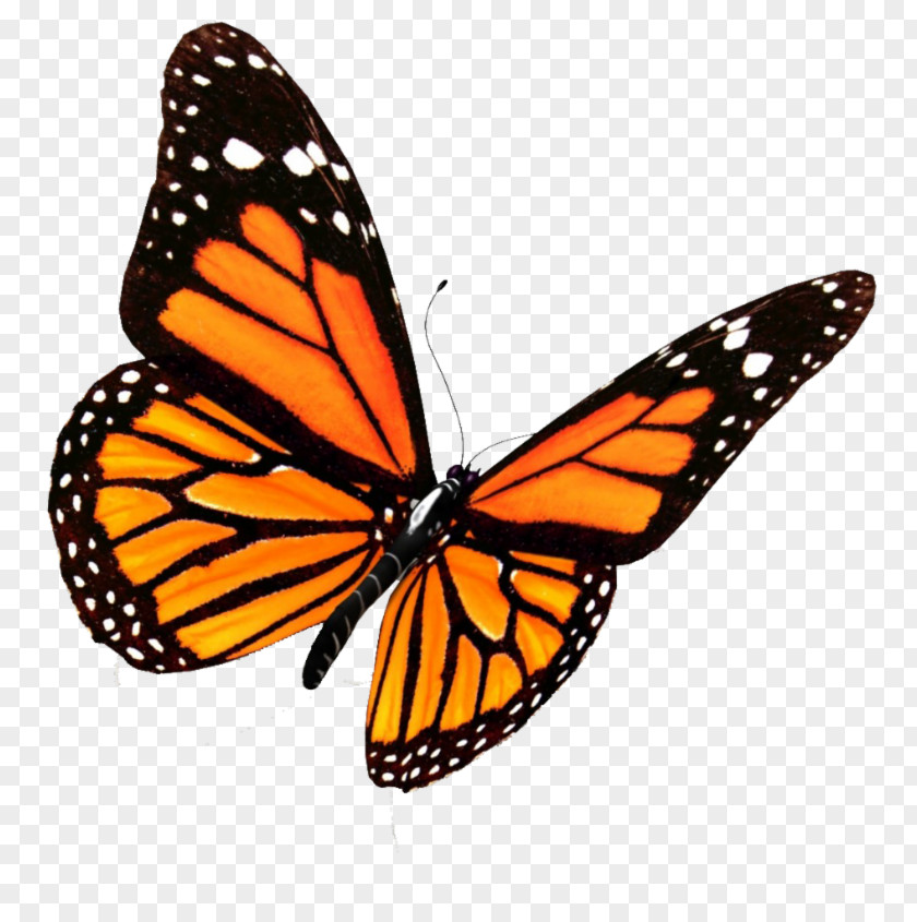 Butterfly Monarch Insect Clip Art PNG