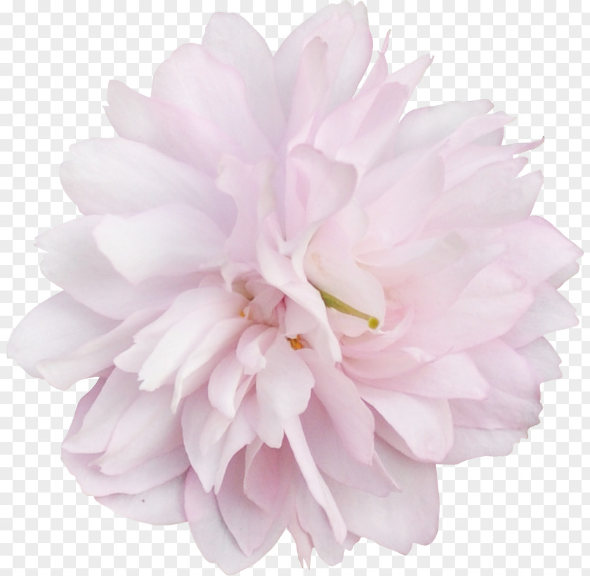 Peony Pink M Cut Flowers Petal RTV PNG