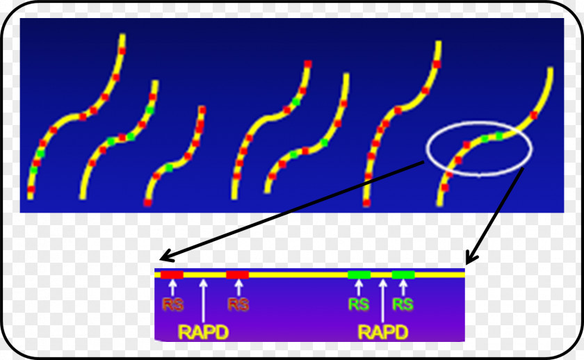 RAPD Genetic Marker Molecular Polymorphism Genome PNG