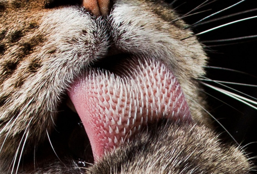 Tongue Cat Felidae Kitten Cheetah PNG